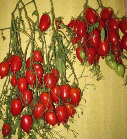 Tomatoes Legend Tarasenko: variety description, photos, reviews