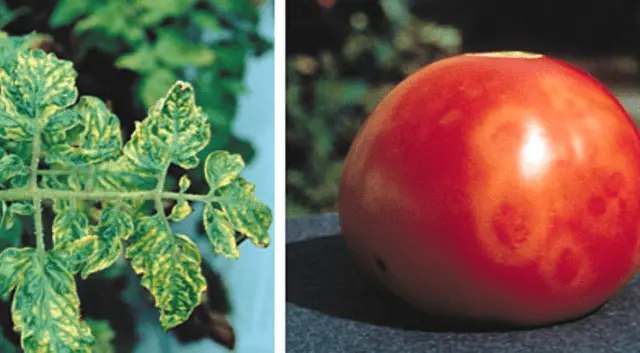 Tomatoes Legend Tarasenko: variety description, photos, reviews