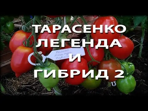 Tomatoes Legend Tarasenko: variety description, photos, reviews