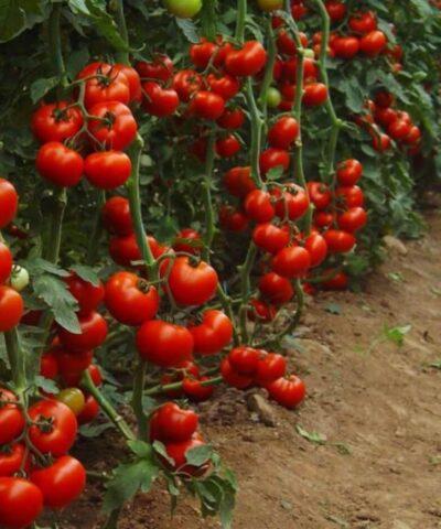 Tomatoes Lezhebok: variety description, photos, reviews