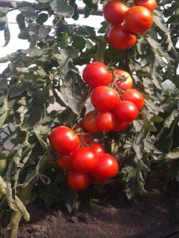 Tomatoes Lezhebok: variety description, photos, reviews