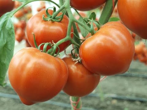 Tomatoes Lezhebok: variety description, photos, reviews