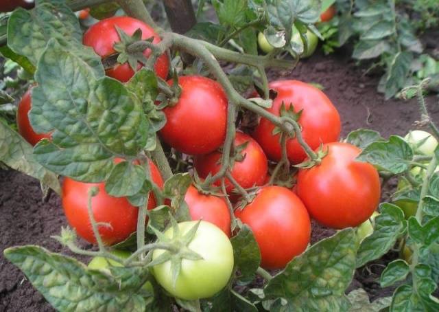 Tomatoes Little Red Riding Hood: photo and description