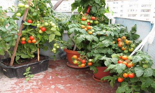 Tomatoes Little Red Riding Hood: photo and description