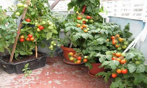 Tomatoes Little Red Riding Hood: photo and description