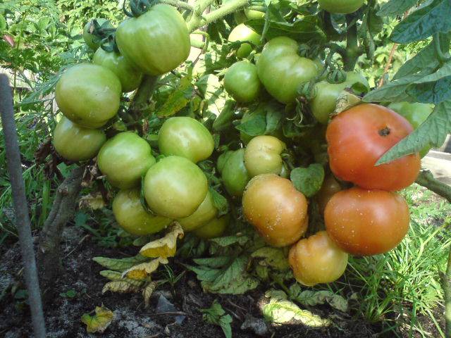 Tomatoes Little Red Riding Hood: photo and description