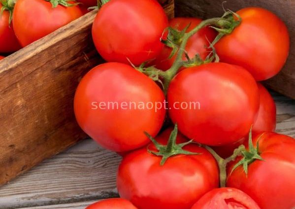 Tomatoes Little Red Riding Hood: photo and description