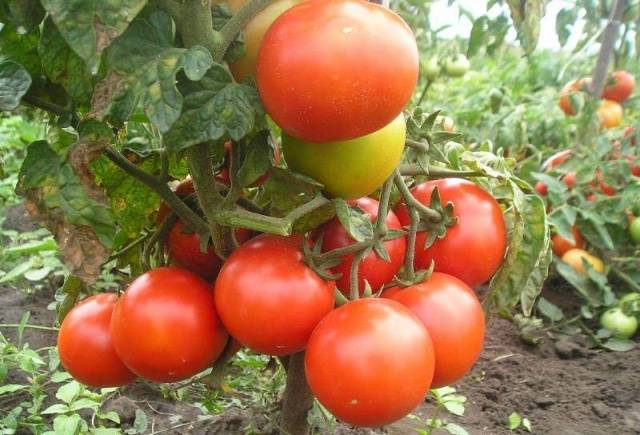 Tomatoes Little Red Riding Hood: photo and description