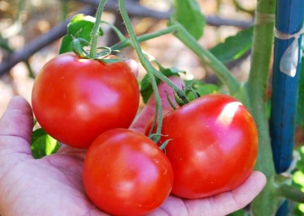 Tomatoes Little Red Riding Hood: photo and description