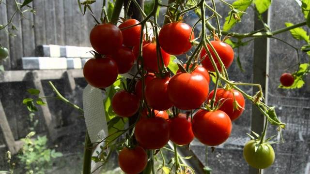 Tomatoes Little Red Riding Hood: photo and description