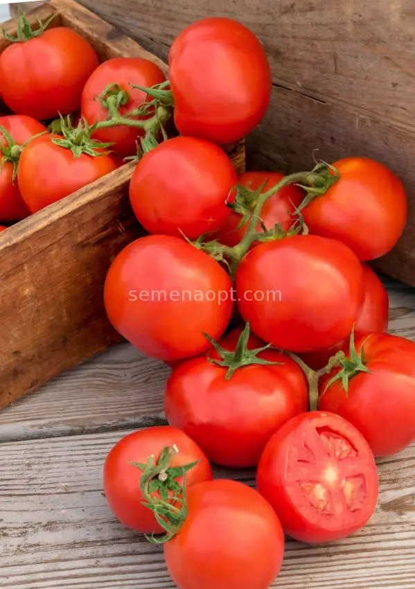 Tomatoes Little Red Riding Hood: photo and description