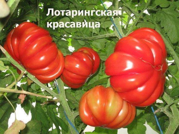 Tomatoes Lorraine beauty: variety description, photos, reviews