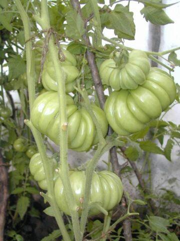 Tomatoes Lorraine beauty: variety description, photos, reviews