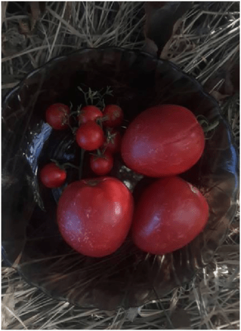 Tomatoes Love and pigeons: variety description, photo, reviews, video