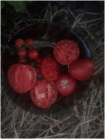 Tomatoes Love and pigeons: variety description, photo, reviews, video