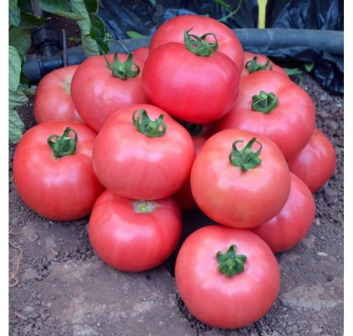 Tomatoes Lvovich F1