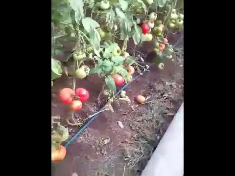 Tomatoes Lvovich F1