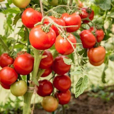 Tomatoes Lyubasha F1