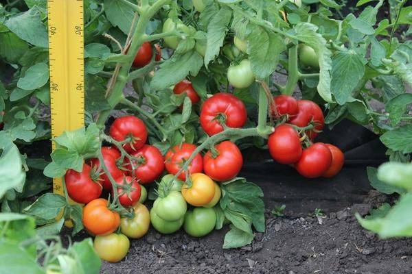 Tomatoes Lyubasha F1