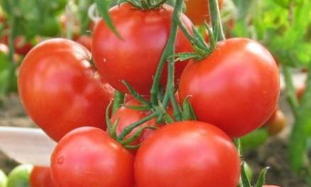 Tomatoes Lyubasha F1