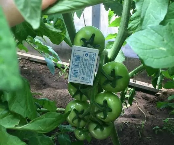Tomatoes Lyubasha F1
