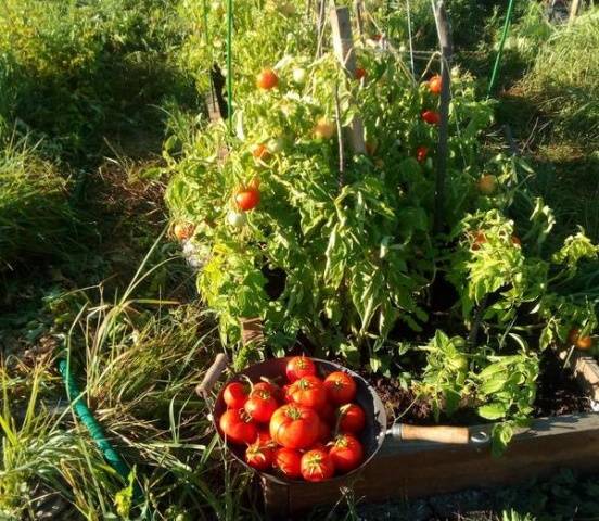 Tomatoes Lyubasha F1