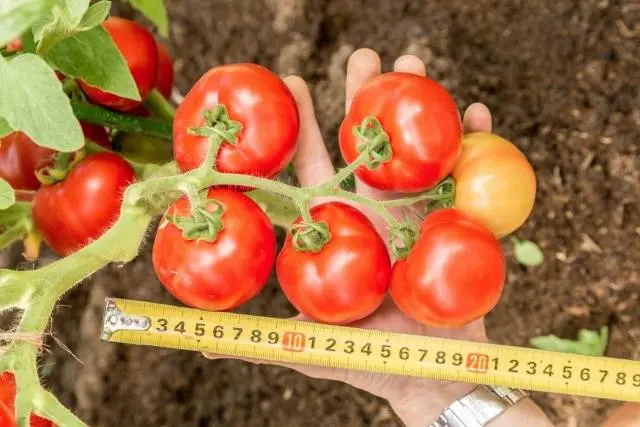 Tomatoes Lyubasha F1