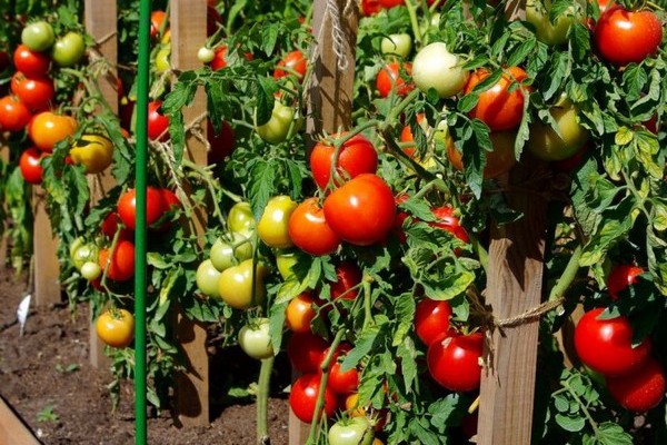 Tomatoes Lyubasha F1