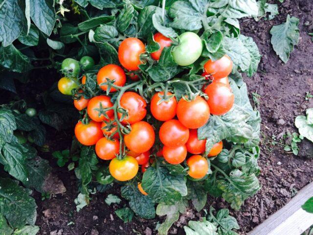 Tomatoes Nepas: varieties, descriptions, photos, reviews of gardeners