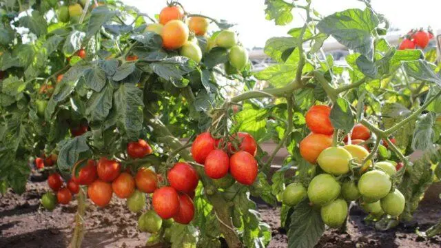 Tomatoes Nepas: varieties, descriptions, photos, reviews of gardeners