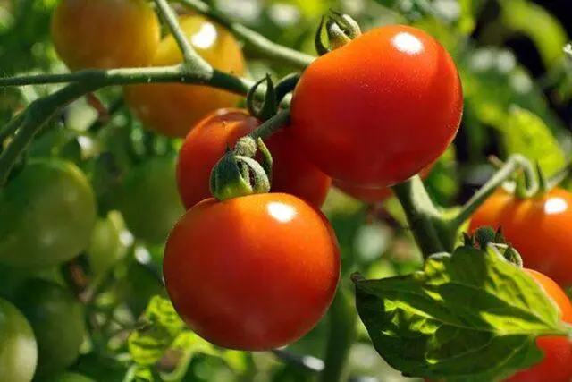 Tomatoes Nepas: varieties, descriptions, photos, reviews of gardeners