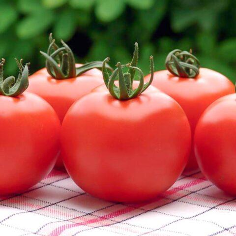 Tomatoes Nepas: varieties, descriptions, photos, reviews of gardeners