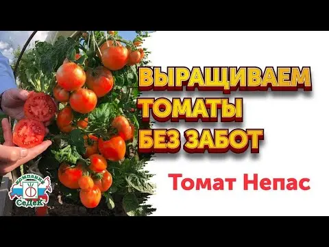 Tomatoes Nepas: varieties, descriptions, photos, reviews of gardeners