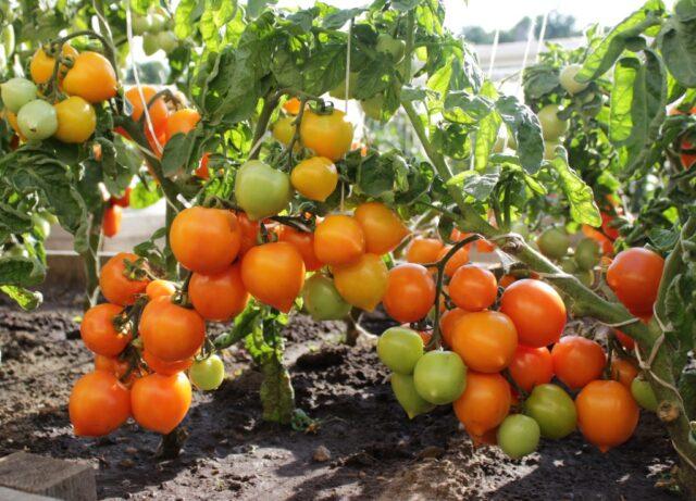 Tomatoes Nepas: varieties, descriptions, photos, reviews of gardeners