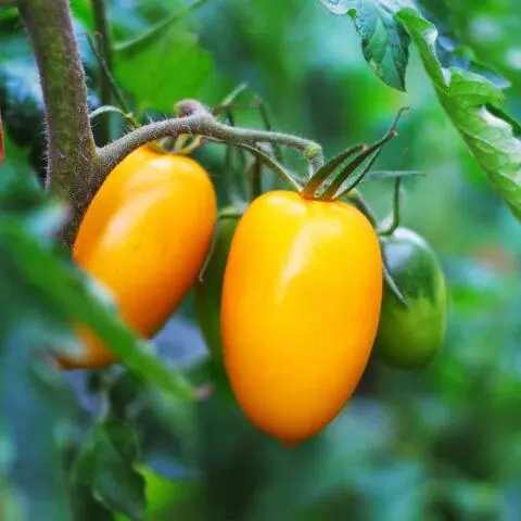 Tomatoes Nepas: varieties, descriptions, photos, reviews of gardeners