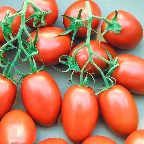 Tomatoes Nepas: varieties, descriptions, photos, reviews of gardeners