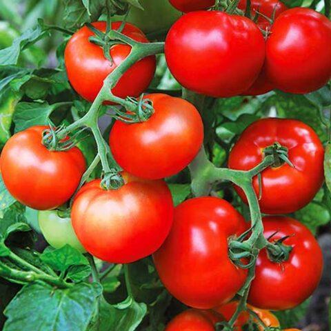 Tomatoes Nepas: varieties, descriptions, photos, reviews of gardeners