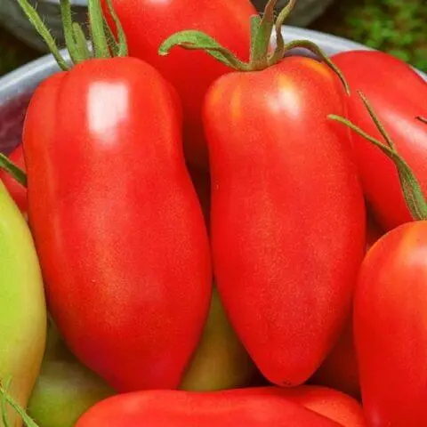 Tomatoes Nepas: varieties, descriptions, photos, reviews of gardeners