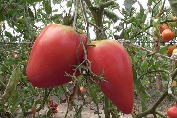 Tomatoes Ob Domes F1: variety description, photo, reviews