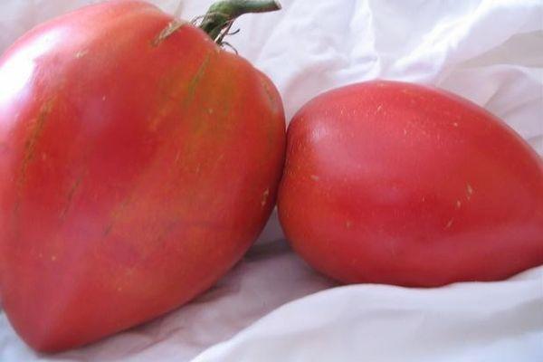 Tomatoes Ob Domes F1: variety description, photo, reviews