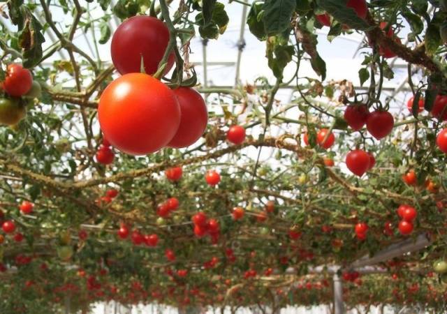 Tomatoes Octopus F1: how to grow in the open field and greenhouse