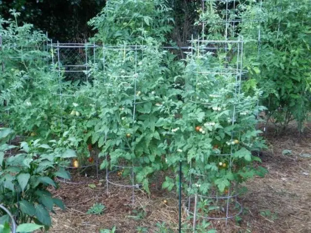 Tomatoes Octopus F1: how to grow in the open field and greenhouse