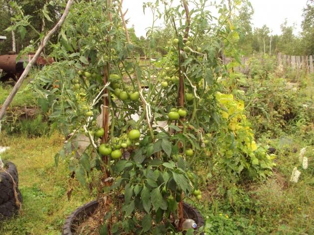 Tomatoes Octopus F1: how to grow in the open field and greenhouse