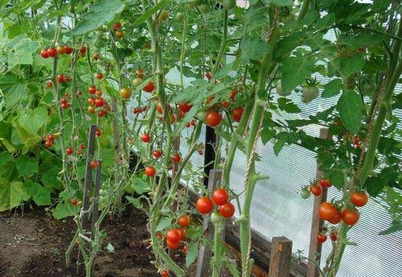 Tomatoes Octopus F1: how to grow in the open field and greenhouse