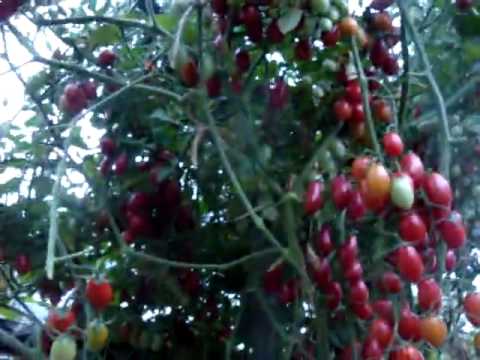 Tomatoes Octopus F1: how to grow in the open field and greenhouse