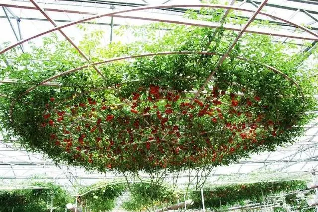 Tomatoes Octopus F1: how to grow in the open field and greenhouse