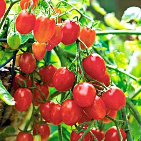 Tomatoes Octopus F1: how to grow in the open field and greenhouse