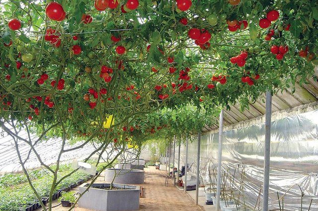 Tomatoes Octopus F1: how to grow in the open field and greenhouse