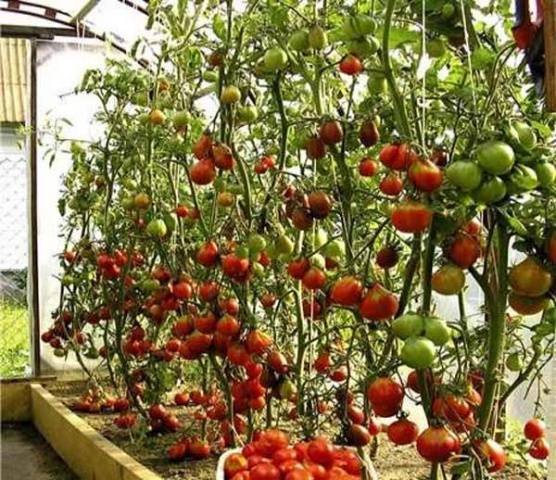 Tomatoes Octopus F1: how to grow in the open field and greenhouse