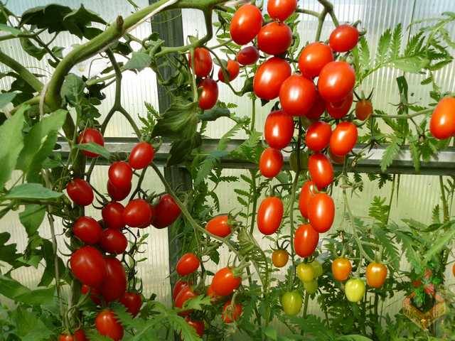 Tomatoes Octopus F1: how to grow in the open field and greenhouse